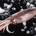 squid products,octopus products.clam products.